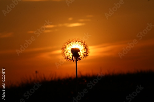 dandelion in the sunset