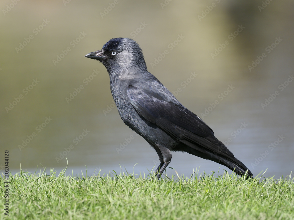 Obraz premium Jackdaw, Corvus monedula