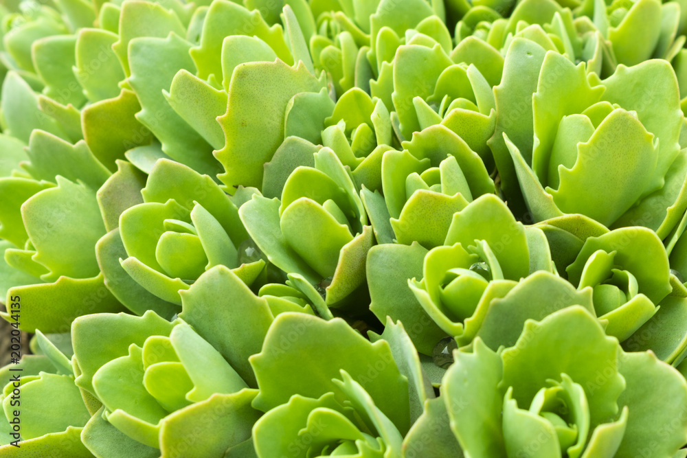 sedum, sprouts of succulent plant sedum, sprouts of succulent plant