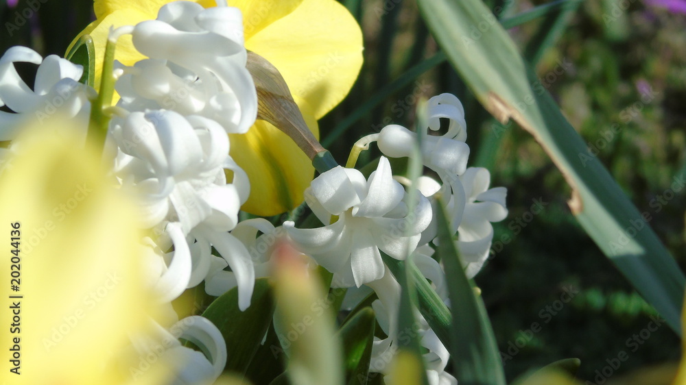 Obraz premium Hyacinths