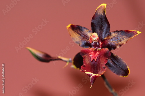Dark Red Orchid