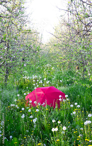 red umbrella on a blossomin apple orchard photo