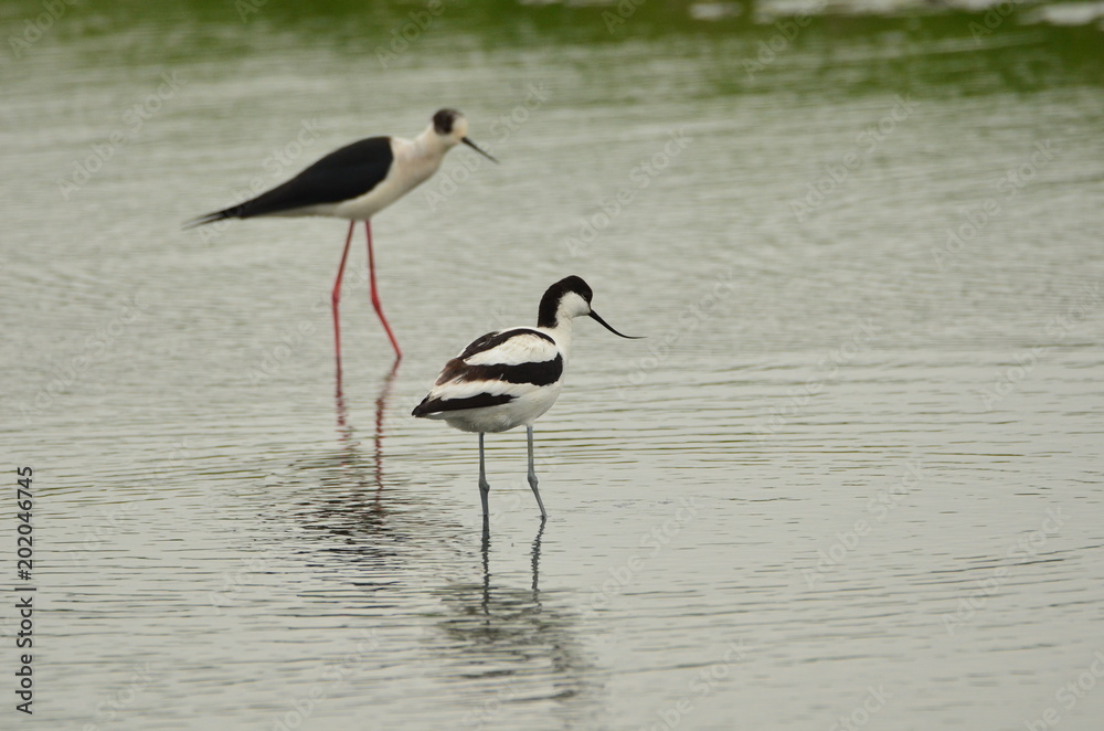 Avocette élégante (Recurvirostra avosetta) et Échasse blanche (Himantopus himantopus) Avocette élégante (Recurvirostra avosetta) et Échasse blanche (Himantopus himantopus)