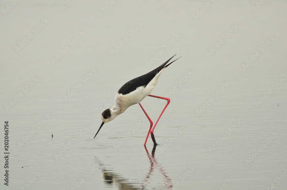 Échasse blanche (Himantopus himantopus) Échasse blanche (Himantopus himantopus)