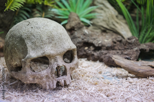 Aquarium decoration: stone human skull . © bulgn
