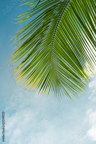 Palm of a palm tree on a blue sky background © steph photographies