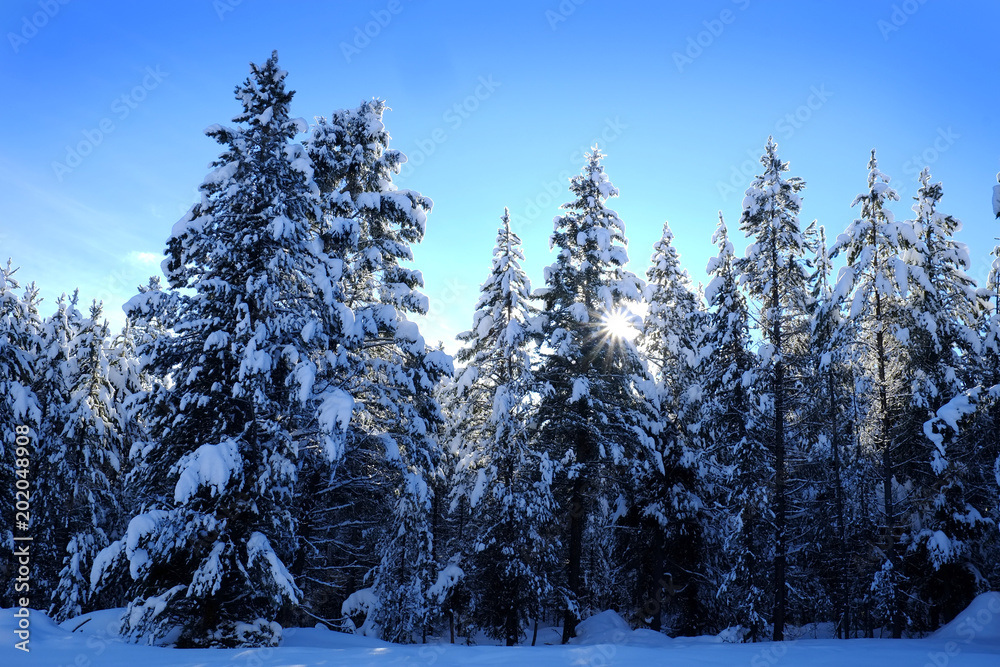 Fototapeta premium Winter Forest Snowy Pine Trees with Sunshine Blue Sky