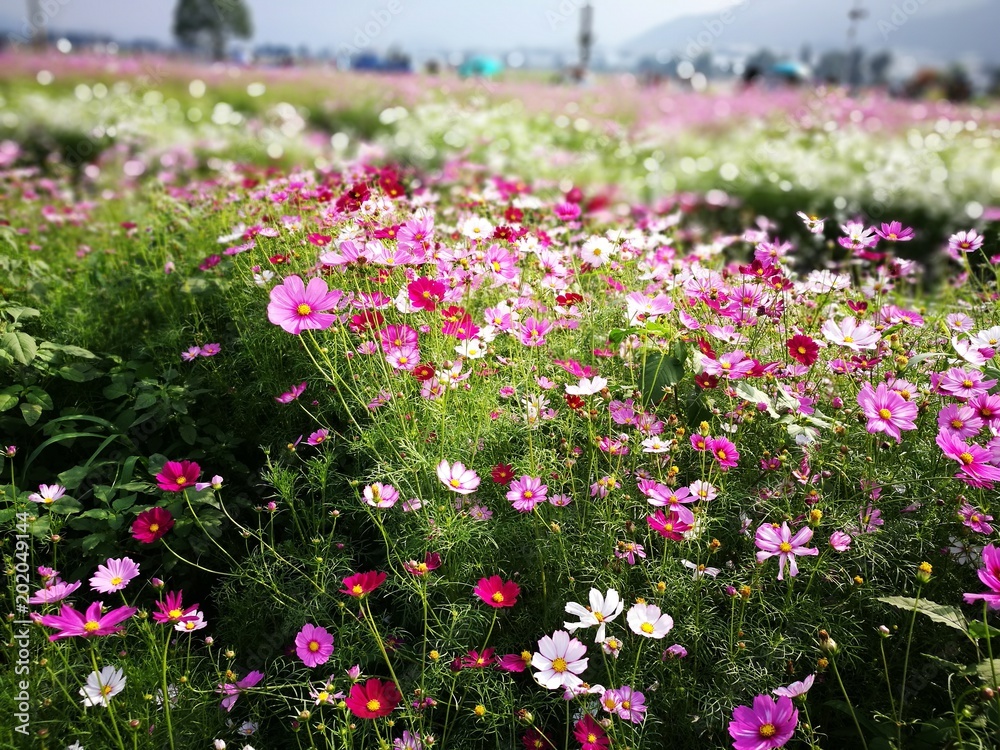 Obraz premium Flowers