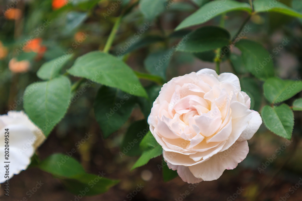 Beautiful fresh natural roses in flower garden Beautiful fresh natural roses in flower garden