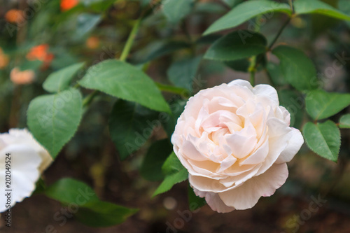 Beautiful fresh natural roses in flower garden