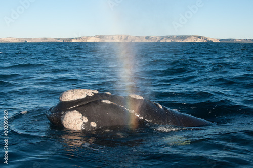 A Right Whale in Peninsula Valdes, Argentina. photo