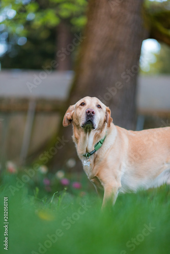 Yellow lab outside