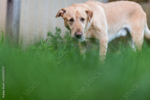 Yellow Labrador retriever dog in spring grass