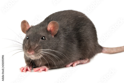 Grey rat closeup