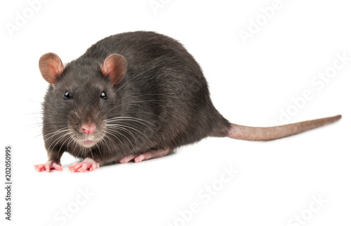 Grey rat isolate