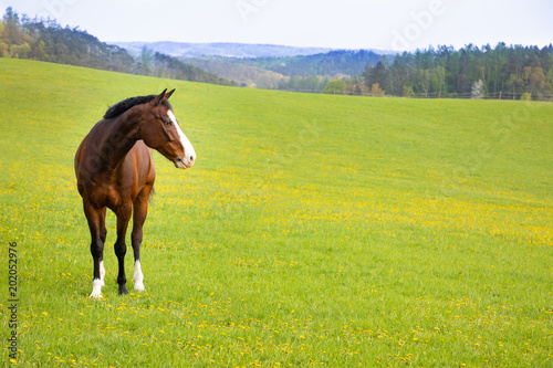 Fototapeta Naklejka Na Ścianę i Meble -  Domestic horse on a field, Czech republic