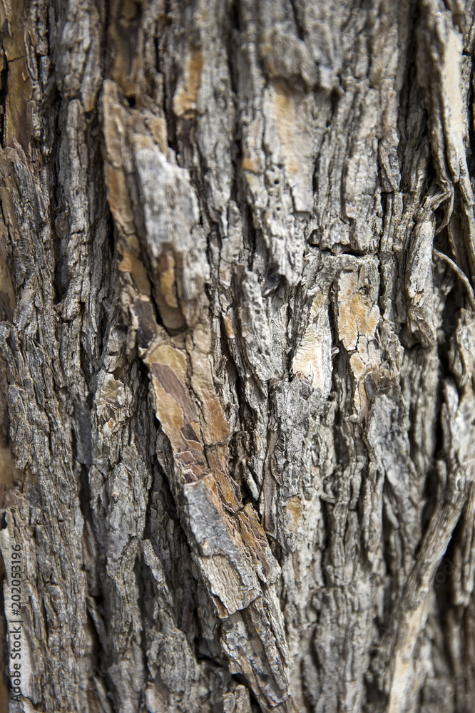 Old tree trunk Old tree trunk
