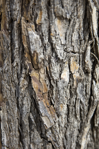 Old tree trunk