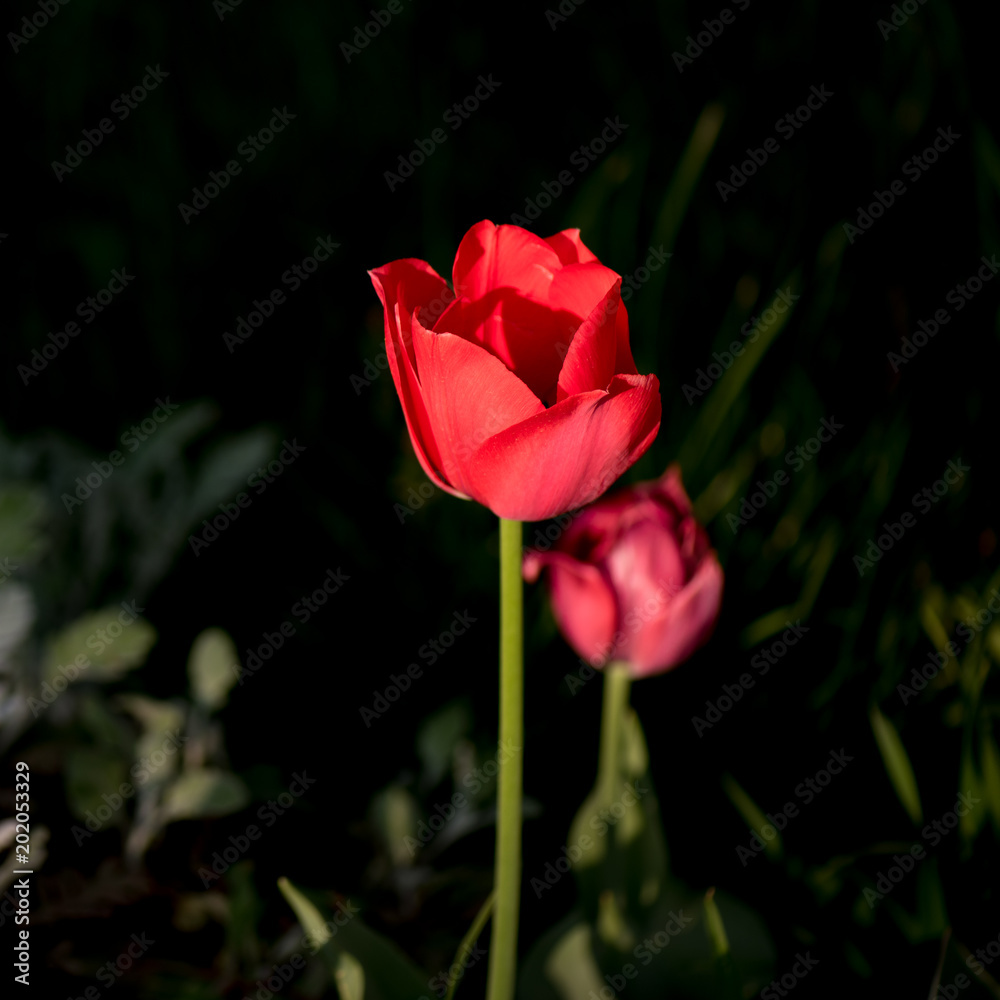 Natural background, tulip in park, blooming spring
