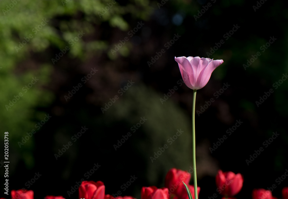 Obraz premium Natural background, tulip in park, blooming spring