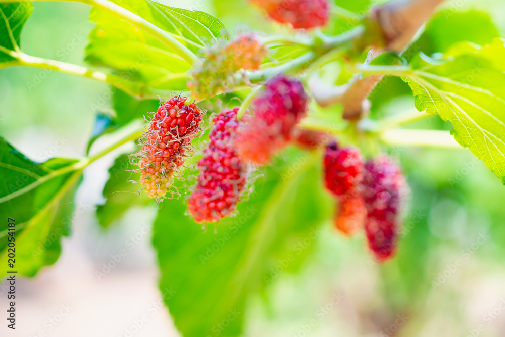 Fresh red mulberry fruits on tree branch Fresh red mulberry fruits on tree branch