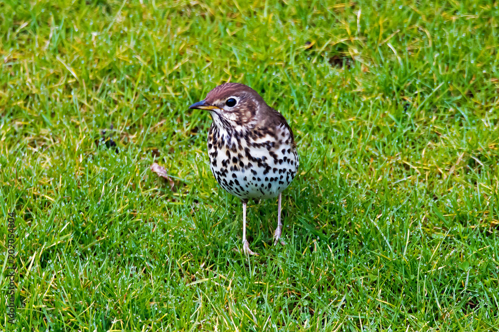 Singdrossel (Turdus philomelos) Singdrossel (Turdus philomelos)