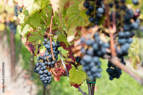 Red grape in wineyard