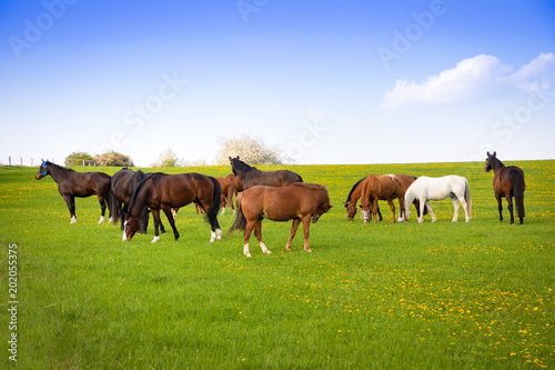 Horses eat spring grass in a field