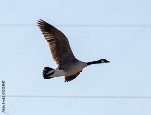 Canada Goose in flight