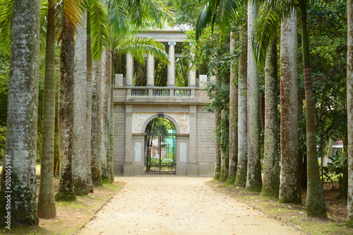 Avenue of Royal Palm Trees. Botanical Garden.