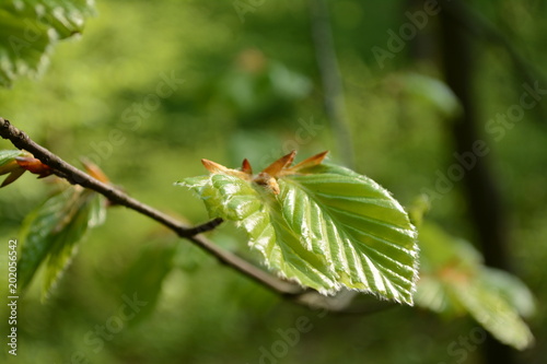 Buche junge Blätter Triebe frisches grün © Hendrik Bruns