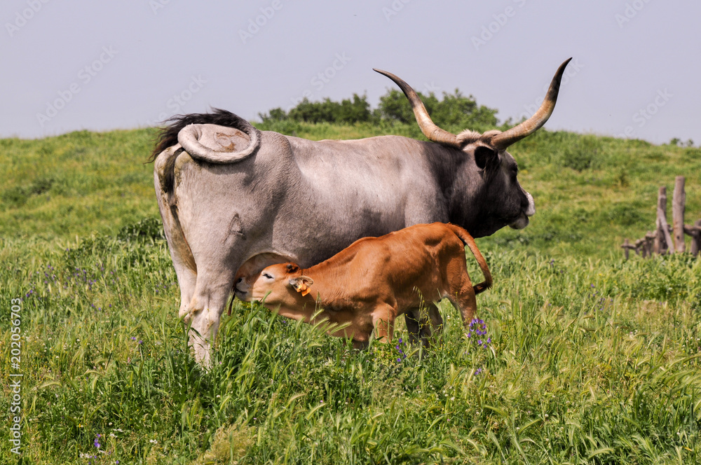 Calf who sucks the cow