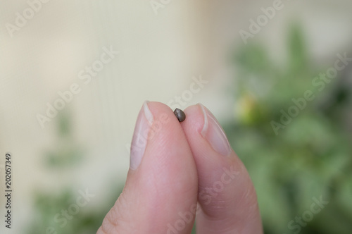 Close up of euphorbia obesa seed in hand ready to be sown in soil