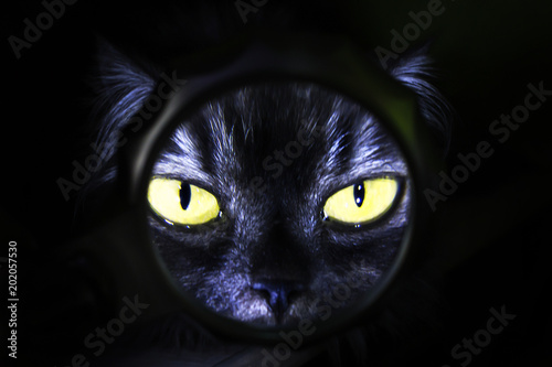cat with yellow eyes on black background, magnifying glass