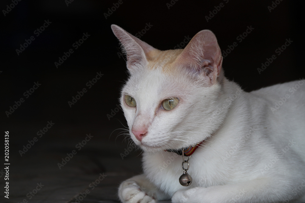 White cat brown lying down with black background. a small domesticated carnivorous mammal with soft fur, a short snout, and retractile claws. White cat brown lying down with black background. a small domesticated carnivorous mammal with soft fur, a short snout, and retractile claws.