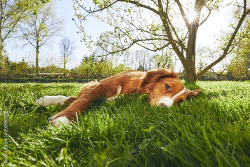 Fototapeta Naklejka Na Ścianę i Meble -  Dog resting on the garden