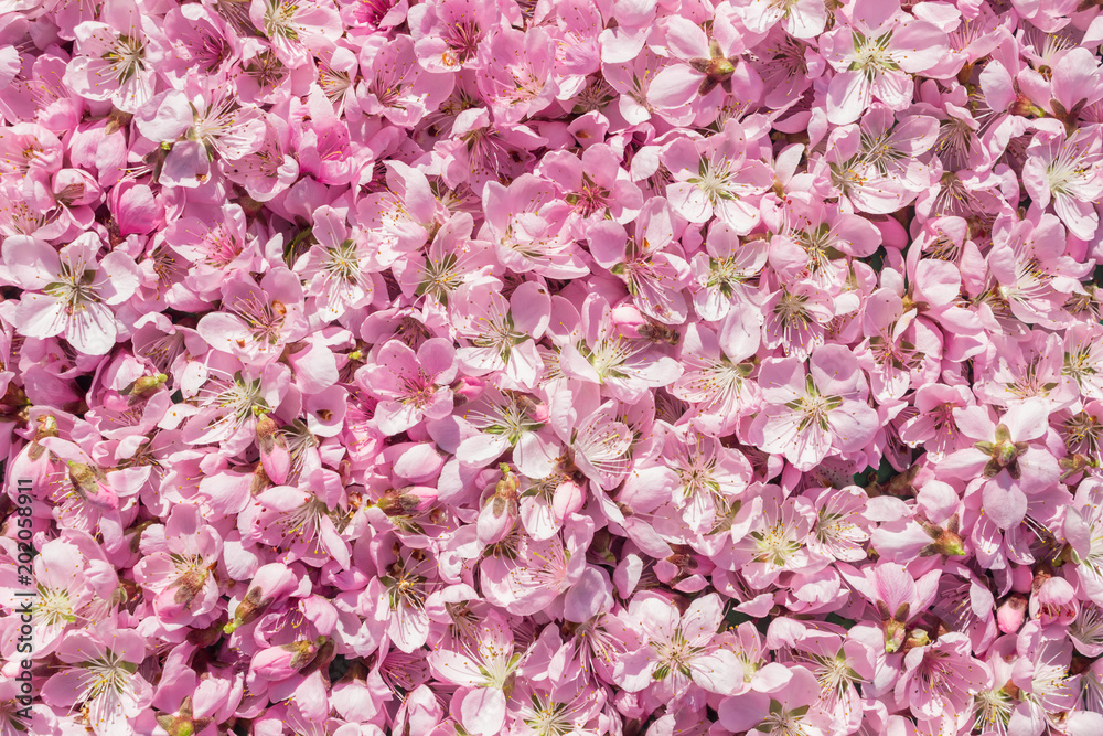 Gently pink background. Many pink and delicate peach flowers. A bright and unusual background of peach blossoms.