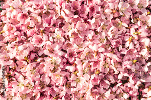Gently pink background. Many pink and delicate peach flowers. A bright and unusual background of peach blossoms. © Gartforu