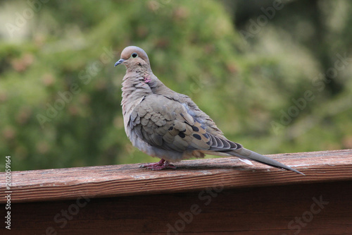 Mourning Dove on Peeling Wood Deck Railing; Green background, USA