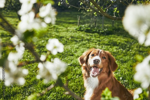 Fototapeta Naklejka Na Ścianę i Meble -  Dog resting on the garden
