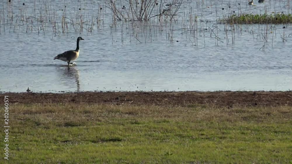Texas, USA - April, 2018. Geese walking along the Lake Arrowhead State Park. Texas, USA - April, 2018. Geese walking along the Lake Arrowhead State Park.