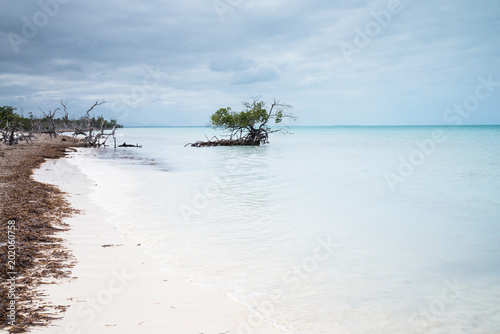 Cuba - Cayo Levisa - Paletuvier seul au monde - Plage de sable blanc photo