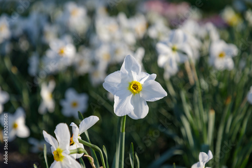 Fototapeta Naklejka Na Ścianę i Meble -  Field of blooming daffodils in park. Nature background