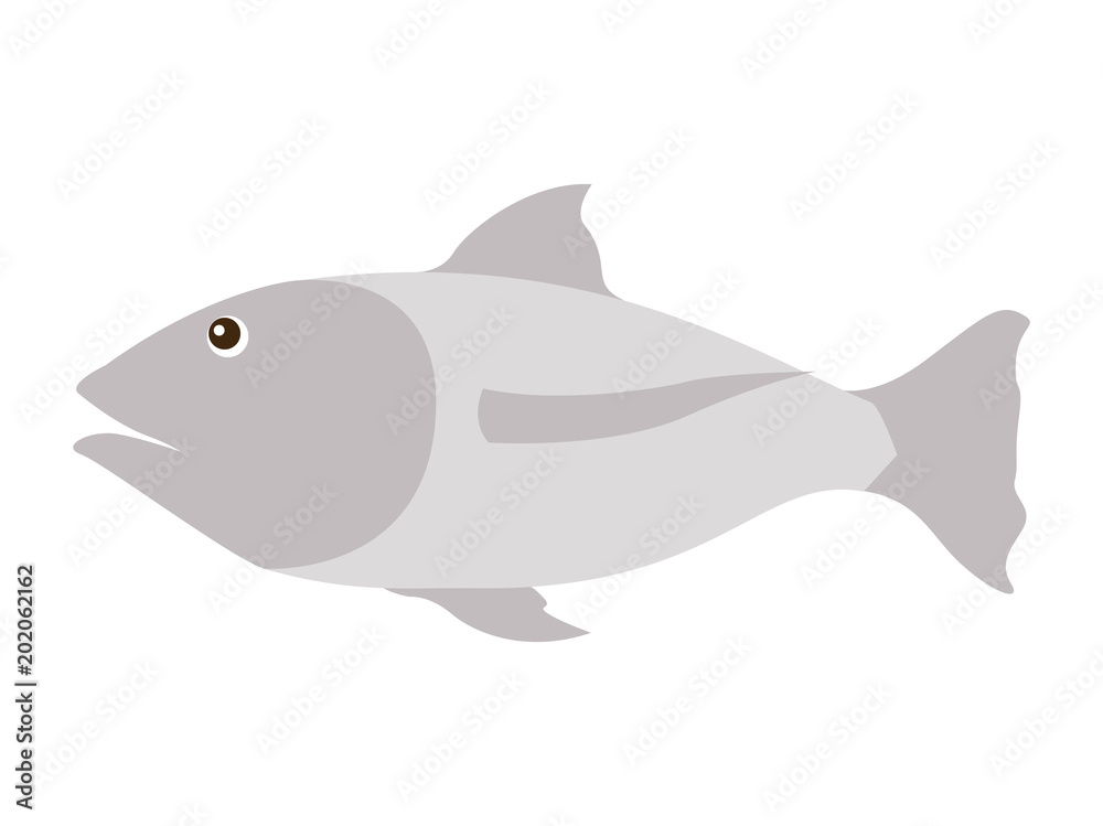 Obraz premium fish gray isolated icon vector illustration design