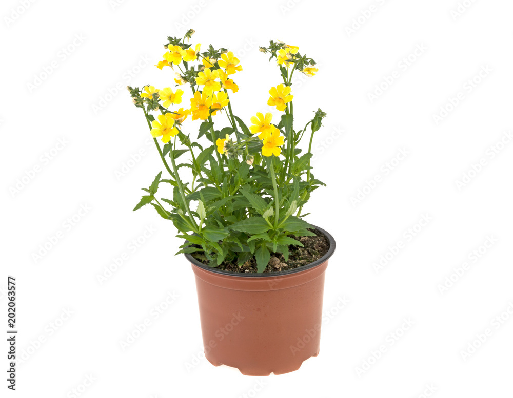 yellow flowers in a plastic pot on a white background