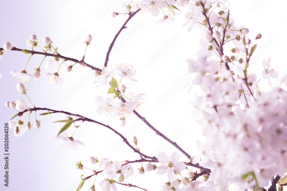 Spring cherry blossom.Abstract background