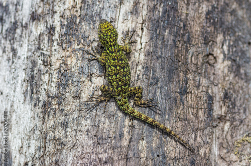 Green spiny lizard on tree.