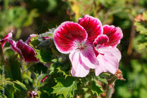 Fototapeta Naklejka Na Ścianę i Meble -  Fleurs de géraniums bicolores