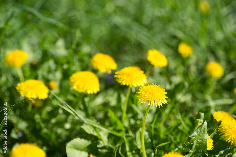 yellow dandelion flowers in spring meadow yellow dandelion flowers in spring meadow
