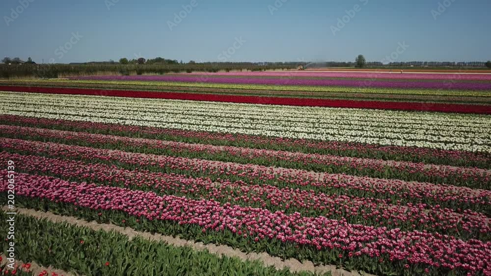 Aerial of beautiful colored tulip fields in the Netherlands, Flevopolder, in spring Aerial of beautiful colored tulip fields in the Netherlands, Flevopolder, in spring